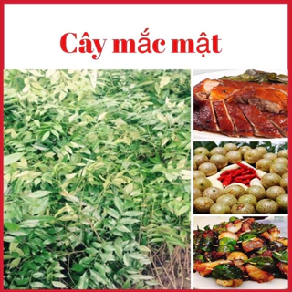 Cây mắc mật bầu bát cao 40-50cm- cây gia vị dược liệu (ảnh thật)