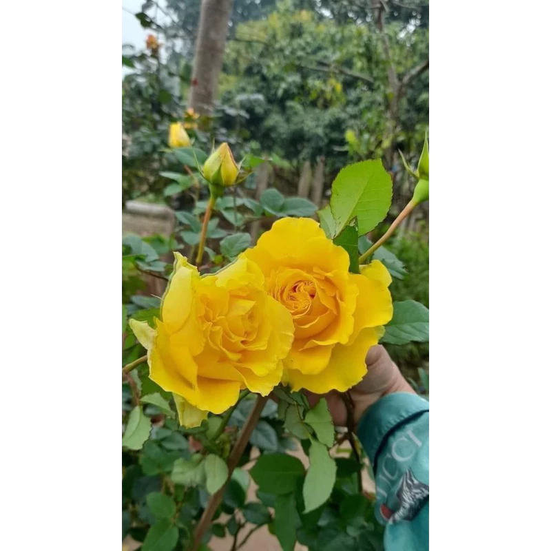 hoa hồng shell vàng 35-45cm