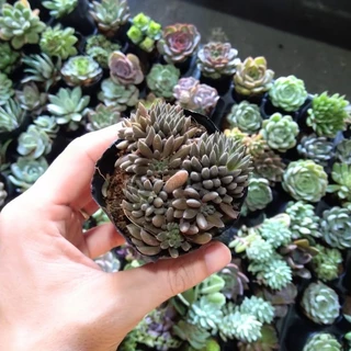 Sen đá nhím đen size 4-5cm🌵hư 1 đổi 1