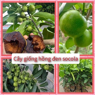 Cây giống hồng đen Socola 45-50cm