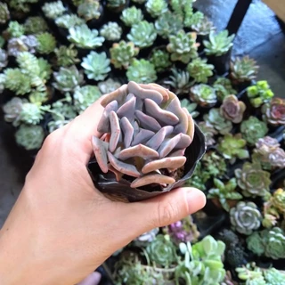 Sen đá cúc tím size 5-6cm🌵bao hư hỏng