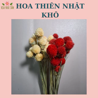 Hoa Thiên Nhật khô (đã ghép cành)- Cắm hoa, decor, handmade Hoa Nhà Tấm