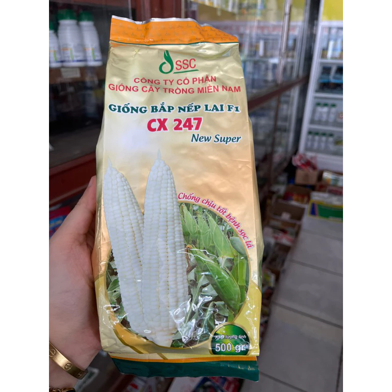 Hạt Giống Bắp Nếp Lai F1 CX 247 500g