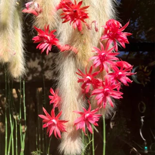 Xương rồng ĐUÔI HỒ LY loại lông dài hoa đỏ cây 1 đuôi dài hơn 20cm