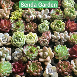 Sen đá mini size 2-4cm (sen vỉ) - Senda Garden  mini đã thuần khí hậu,cây lỗi hoàn tiền,Miễn phí vận chuyển