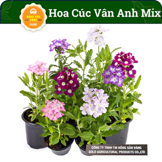 Hạt Giống Hoa Cúc Vân Anh Mix (Cúc Lá Nho) (Gói 50 hạt) - Nông Sản Vàng