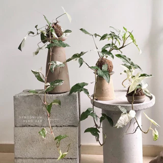 Kokedama Trầu Bà Đột Biến - Syngonium Ablo Var Kèm Đĩa Lót Nhật Đơn Giản