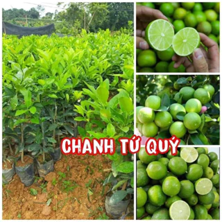 Cây giống chanh tứ quý(1cây)