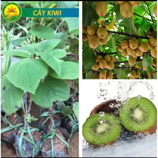 Cây giống kiwi (1cây)