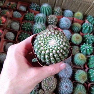 Xương rồng noto size 4-6cm🌵bao hư hỏng