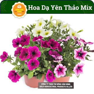 Hạt giống Hoa Dạ Yến Thảo Mix Màu Hoa Dễ Trồng, Dễ Chăm Sóc, Ưa Nắng, Màu Sắc Rực Rỡ (Gói 100 hạt)- Nông Sản Vàng