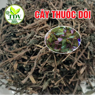 Cây Thuốc Dòi (Cây bọ mắm) Loại Tím sấy khô  giúp Thanh Nhiệt, Trừ Ho, Giảm Đau Họng - Hàng công ty Thảo Dược Việt