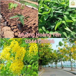 Cây Giống Muồng Hoàng Yến, Hoa Osaka (mua 10 tặng 1)