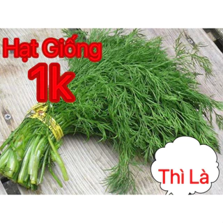 Deal 1K_ 70 Hạt giống Thì Là Tưa Quý trồng quanh năm