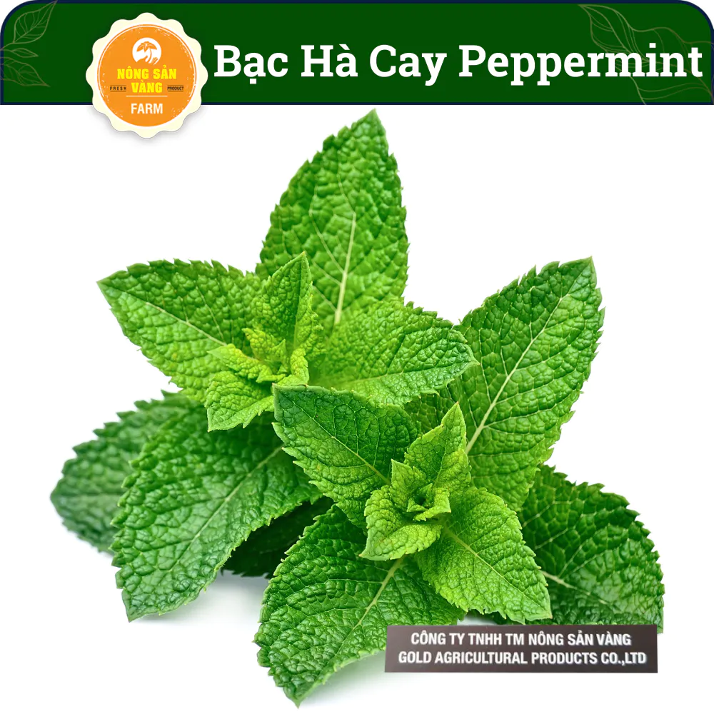 Hạt giống Cây Bạc Hà - Bạc Hà Cay Peppermint, Dễ Trồng (Gói 100 Hạt) - Nông Sản Vàng