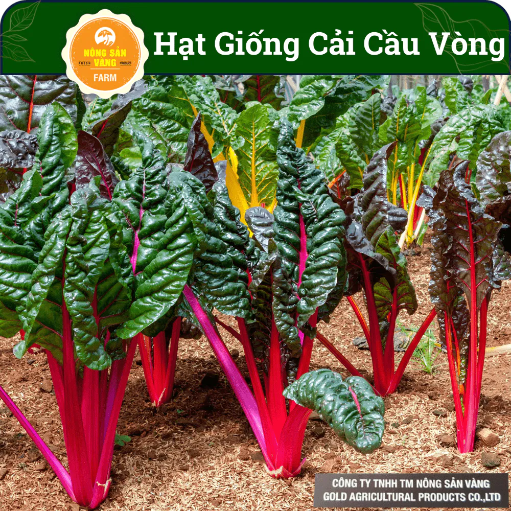 Hạt giống Cải Cầu Vồng (Gói 5 Gram) - Nông Sản Vàng