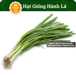 Hạt giống Hành Xanh (Hành Lá) Dễ Trồng, Sinh Trưởng Tốt, Trồng Một Lần Ăn Cả Năm (Gói 2 Gram) - Nông Sản Vàng