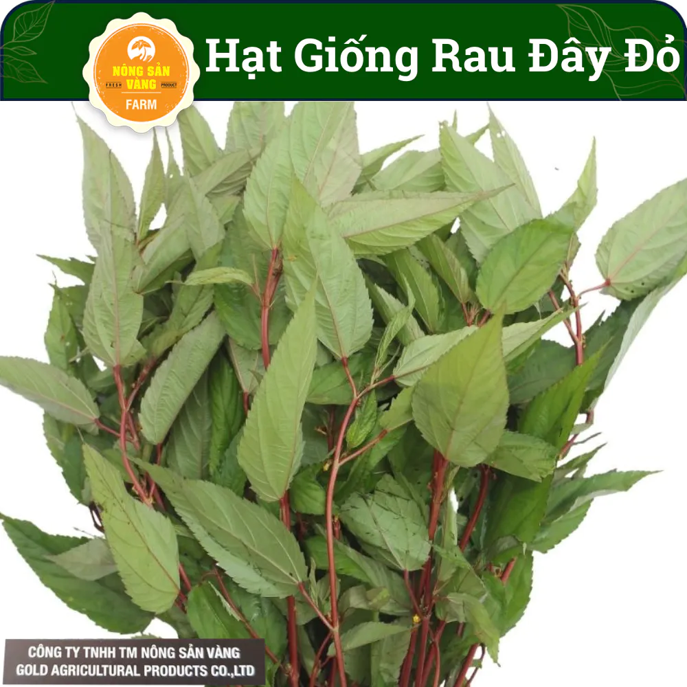 Hạt Giống Rau Đay Đỏ, Nhiều Dinh Dưỡng, Ít Sâu Bệnh, Nảy Mầm Cao (Gói 10gram)- Nông Sản Vàng