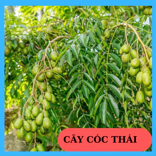 CÂY CÓC THÁI LÙN SIÊU TRÁI -TẶNG KÈM PHÂN BÓN CHO CÂY MAU LỚN