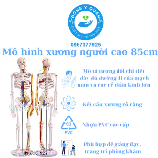 Mô hình xương người cao 85cm- Mô tả tương đối đầy đủ đường đi của mạch máu và thần kinh