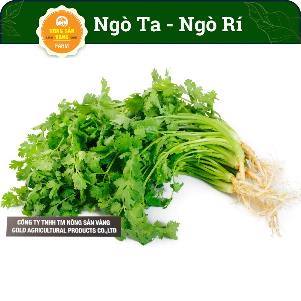 Hạt giống Rau Ngò Ta (Ngò Rí) Dễ Trồng, Thiết Yếu Cho Mỗi Bữa Cơm Gia Đình (Gói 20 Gram) - Nông Sản Vàng