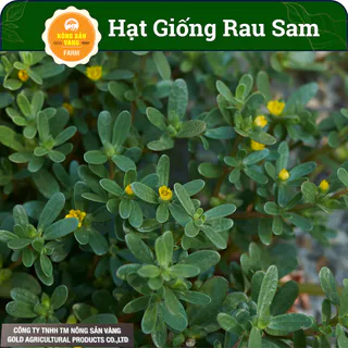 [HCM] Hạt Giống Rau Sam, Nảy Mầm Cao, Phát Triển Và Sinh Trưởng Mạnh (Gói 1 Gram) - Nông Sản Vàng