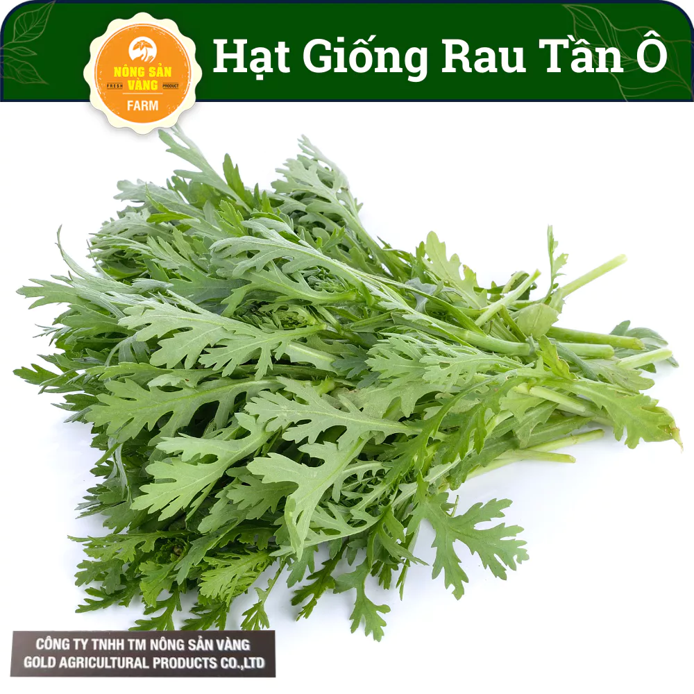 Hạt giống Rau Cải Cúc (Rau Tần Ô) Dễ Trồng Dễ Chăm Sóc, Công Dụng Thanh Nhiệt (Gói 20 Gram) - Nông Sản Vàng