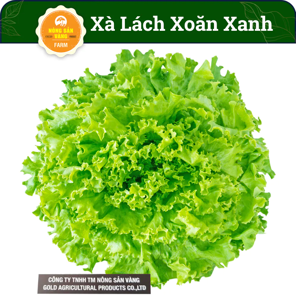 Hạt giống Xà Lách Xoăn Xanh Hương Vị Giòn Ngon Ngọt, Sinh Trưởng Tốt, Năng Suất Cao (Gói 0,5 Gram) - Nông Sản Vàng