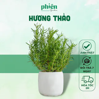 Cây Hương Thảo để bàn, cây Rosemary cực thơm