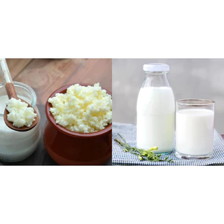 (Giá sỉ) 1 Lít Sữa Chua Uống Kefir -  Hỗ Trợ Tiêu Hoá - Giảm Cân - Tăng Cơ