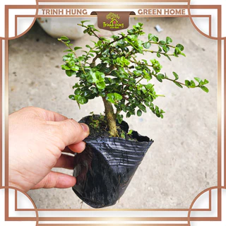 Cây sam hương mini - cây bonsai dáng đẹp, dễ trồng