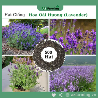 Hạt Giống Hoa Oải Hương (Hoa Lavender) - Gói 500 Hạt - AZ Farming