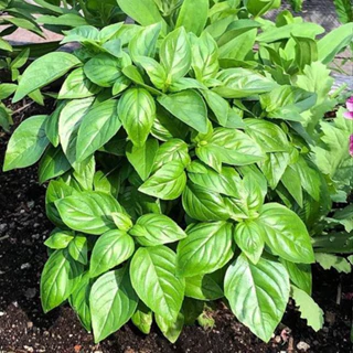 [Seeds] Hạt giống Rau quế tây ITALY BASIL, đóng gói 2gr