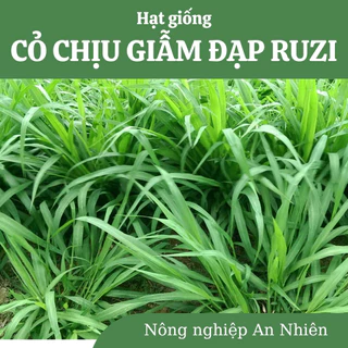 Hạt giống cỏ chăn nuối CHỊU GIẪM ĐẠP RUZI. Xuất xứ Thái Lan. Thân bò, mềm, nhiều lá, chịu hạn ngập úng thời gian dài