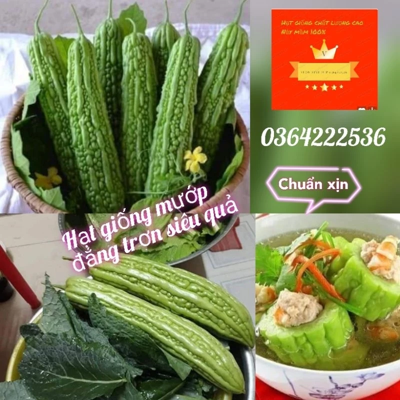 Hạt Giống Khổ Qua Xanh Cao Sản (3 Gr) - Năng Suất, Thanh Nhiệt - VUON XINH DEP