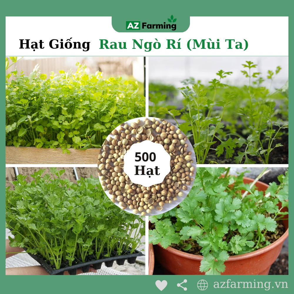 Hạt Giống Rau Ngò Rí (Rau Mùi Ta) - Gói 500 Hạt - AZ Farming