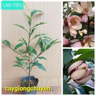 CÂY GIỐNG HOA LAN TIÊU HOA THƠM NHƯ MÙI CHUỐI CHÍN