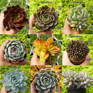 Sen Đá Size Bầu 5-8cm Khác Loại Giá 15K Chỉ Áp Dụng Cho Bán Live Stream, Sen Đá Vườn PANDAA GARDEN