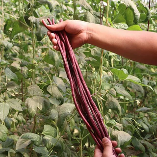 Hạt giống đậu đũa tím dễ trồng năng suất cao 10 - 30 hạt giá rẻ