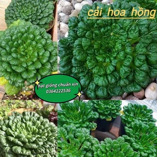 200 hạt giống cải hoa hồng f1 nhập khẩu 💥SALE LỚN💥 chất lượng cao