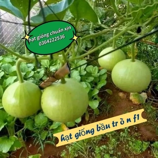 hạt giống bầu táo tròn f1 💙  Chuẩn Xịn💫 ăn cực ngon
