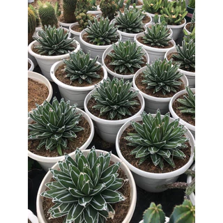 Cây dứa kiểng AGAVE VICTORIA QUEEN (Dứa Nữ Hoàng) Size 10-18cm