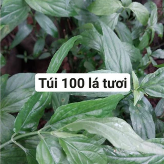 100 lá xương khỉ tươi - Khách đặt mới hái