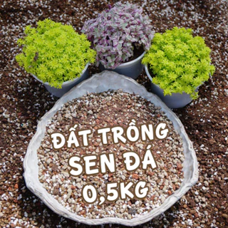 [0,5kg] Đất trồng sen đá, xương rồng GLASS GARDEN, chuẩn xứ nóng, Thoát nước tốt, Đầy đủ dinh dưỡng