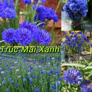 ⚡️HẠT GIỐNG HOA TRÚC MAI XANH 💙 MÀU MỚI LẠ💦  RẤT DỄ TRỒNG