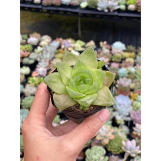 Sen Đá Haworthia Xanh lá dẹt Size bầu 5cm Hư 1 Đổi 1