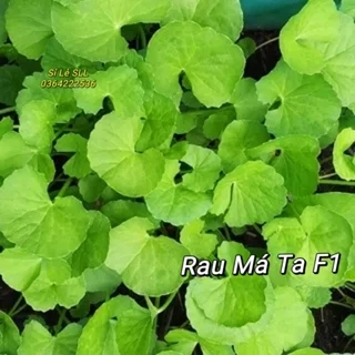 2 gam hạt giống rau má f1 ta 💥 BÙI NGON, CHẤT LƯỢNG CAO