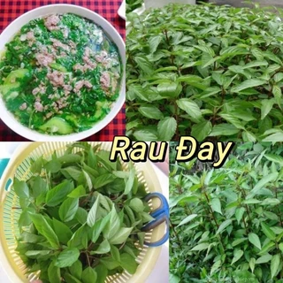 10gr hạt giống rau đay f1 chất lượng  💥SALE LỚN💥 chất lượng cao