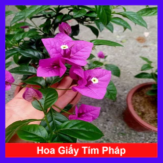 Cây Hoa Giấy Tím Pháp - cây cảnh sân vườn