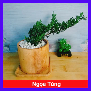 Cây Tùng Xà - cây ngọa tùng - cây cảnh để bàn